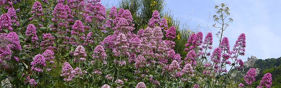 Epomeo. Baldrianblüte