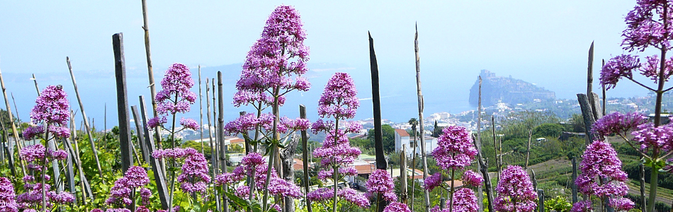 Ischia. Baldrianblume