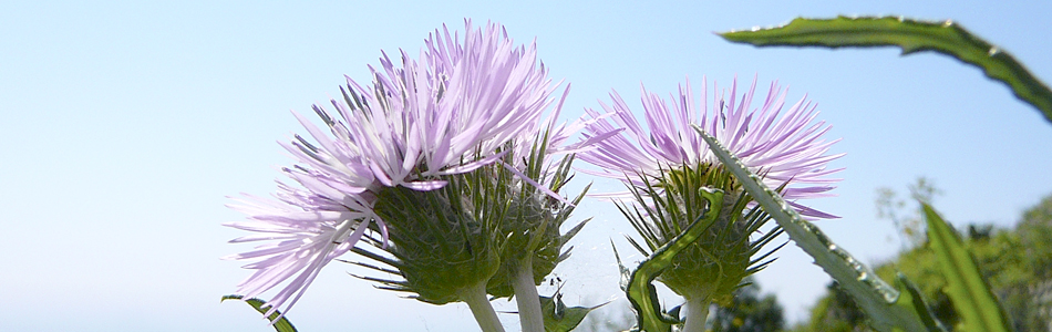 Ischia. Blume