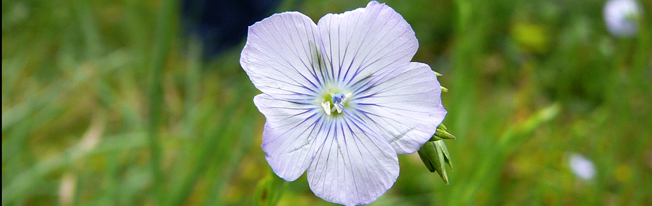 Ischia. Blume