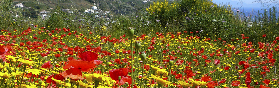 Ischia. Blumenwiesen