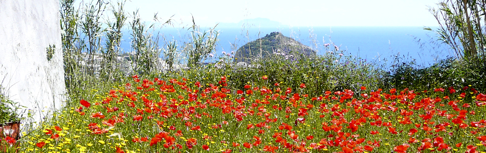 Ischia. Blumenwiesen