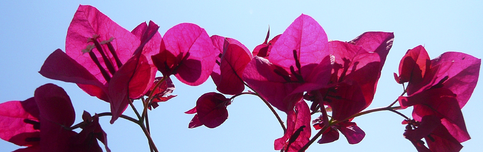 Ischia. Blumen