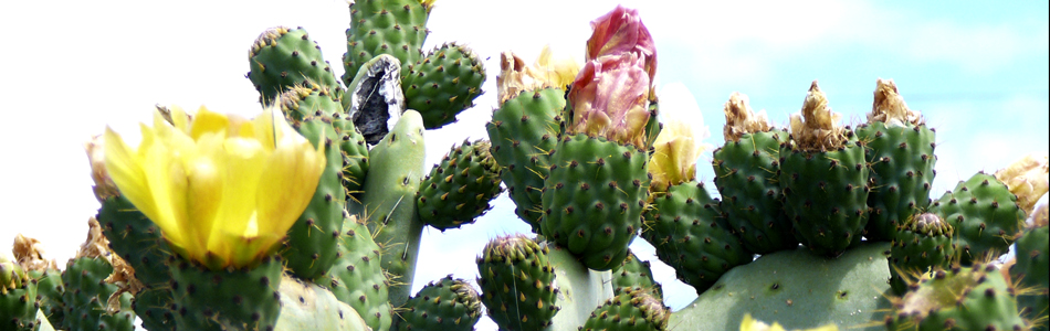 Ischia. Blumen