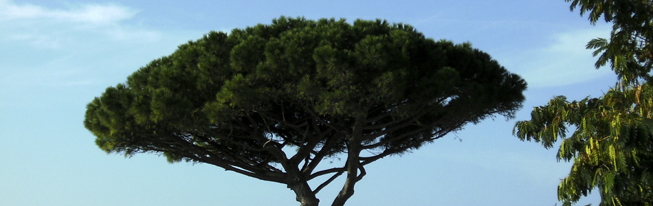 Ischia. Schirmpinie