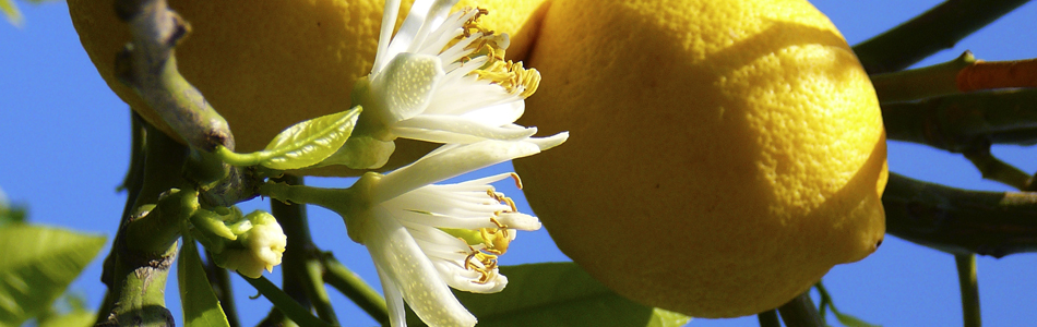 Ischia. Zitronen und Zitronenblüte