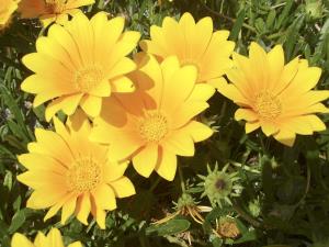 Ischia. Blume