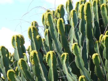 Ischia. Kacktus-Blüte